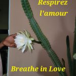 Breath In Love